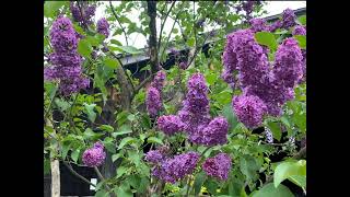 Lilac Blossom at Willowwood Arboretum, New Jersey, May 4, 2024