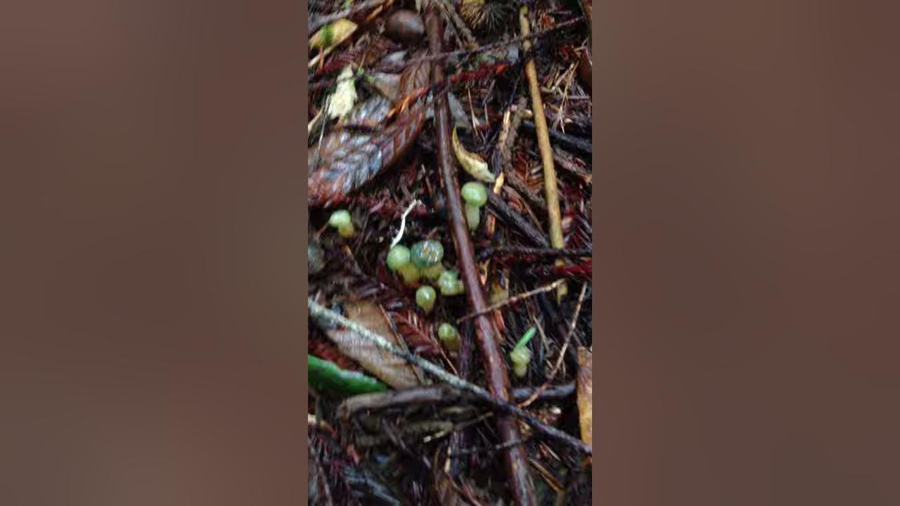 Green waxy cap and winter chanterelle mushrooms YouTube
