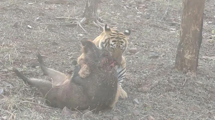 how the Noor T39 killed wild boar