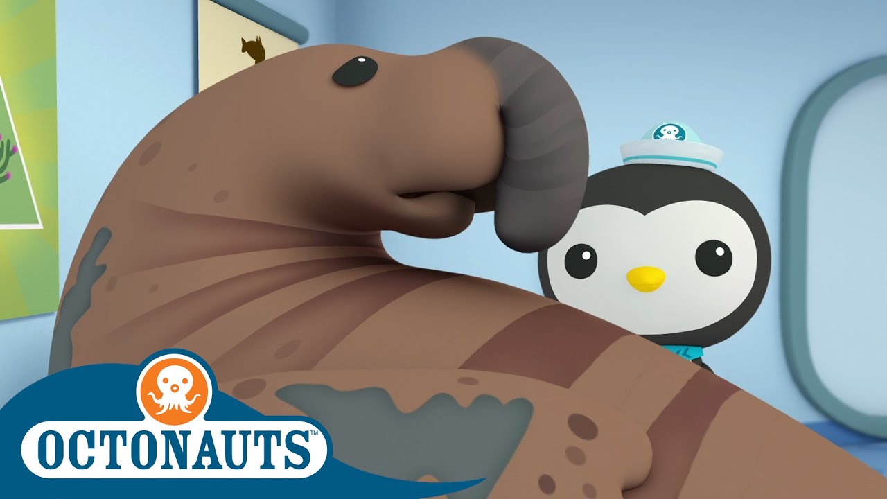 StayHome Octonauts - Rescuing the Walrus | Cartoons for Kids - YouTube