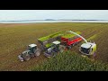 Mais 2020 : Harvest on Island Rügen / Agrarservice Rügen / Claas Jaguar 980 / Fendt / Scania / Claas