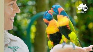 Australia Zoo's adorable birds | Australia Zoo Life
