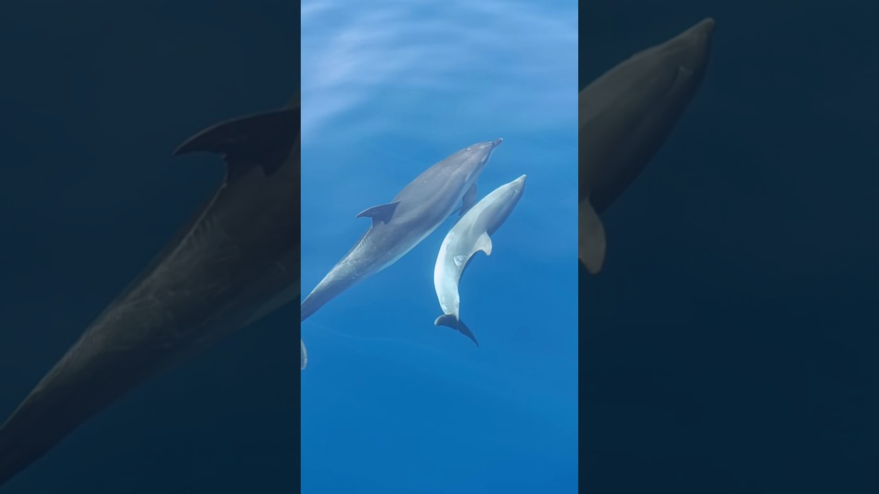 💙🐬 Beautiful pair of dolphins swimming in Fuerteventura.