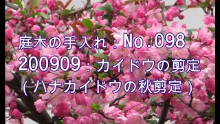 No 098 ハナカイドウの秋剪定 0909 Youtube