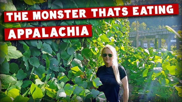 The Real Life Appalachian Monster that Ate the South! Kudzu Vine