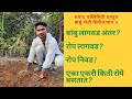 बांबु रोप लागवड | रोप अंतर | रोप निवड | bamboo farming, plant spacing & pit filling ft Rohan karote.