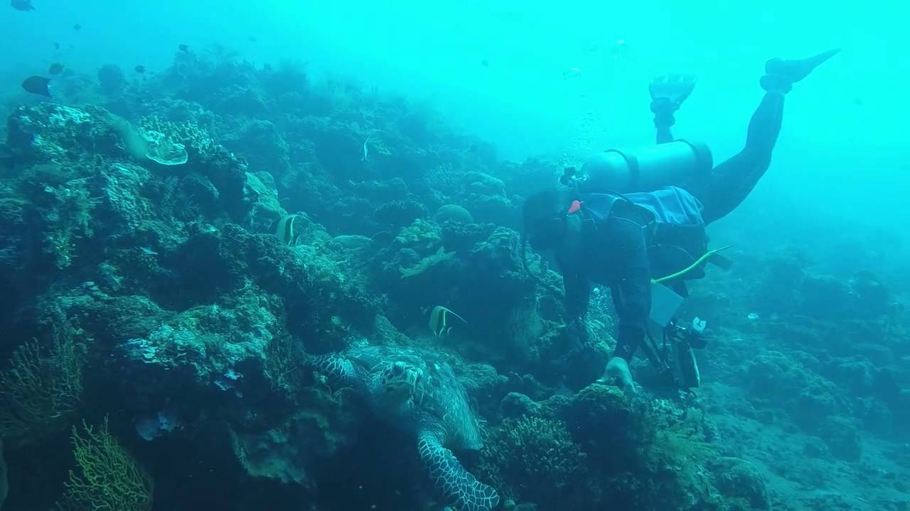 Diving with turtles   conservation