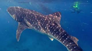 Китовые акулы острова Бохоль (Филиппины)
