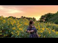 FREE SUNFLOWER SIGHTSEEING SPOT in AICHI,NAGOYA JAPAN | Meijo Park (名城公園ひまわり) | Summer