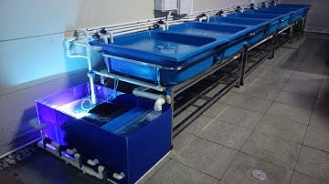 Jack บางบัวทอง II - งานระบบ Overflow Full Services อ่างเพาะปลาทอง 8 ใบพร้อมระบบกรองเต็มระบบ Set 2