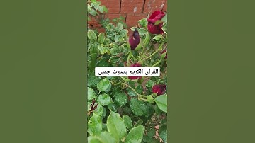 القرآن الكريم بصوت جميل #duet #القران_الكريم #اكسبلور #تيك_توك #المصحف #لايك #راحة_نفسية #ترند