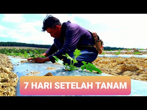 Video: Cara Garam Tembikai Dalam Balang