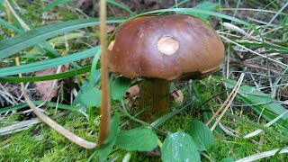 Сбор грибов в Еловом лесу | В поисках грибов.