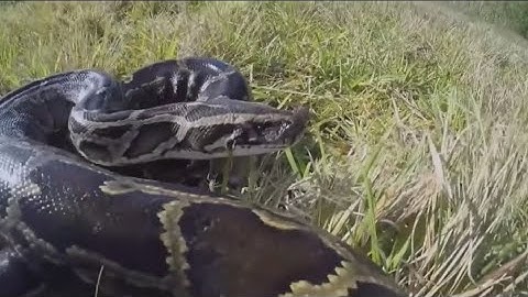 Florida annual python challenge returns