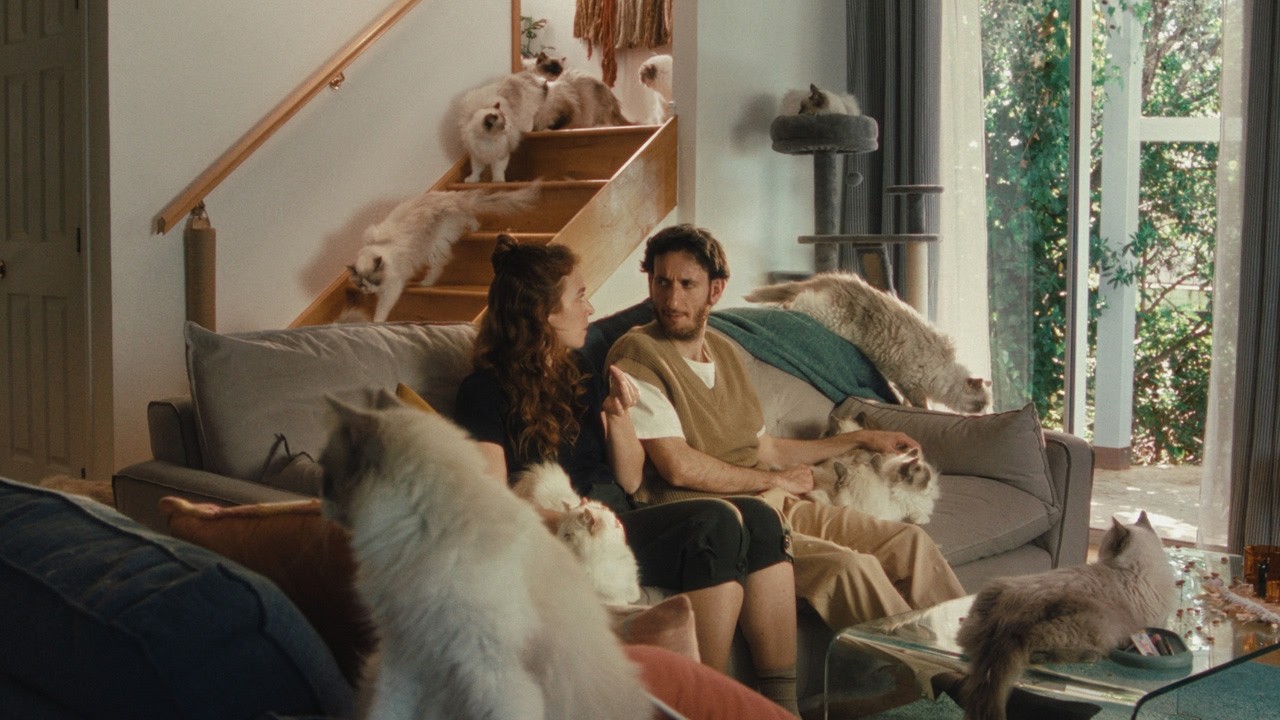 Airbnb Vs. A Lot of House Cats