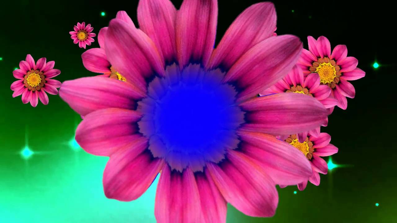 Animated Flower  Background Video YouTube