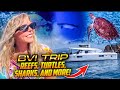 Catamaran British Virgin Islands Trip | Turtles, Sharks, Reefs and Nature | Willy T&#39;s | Navigare