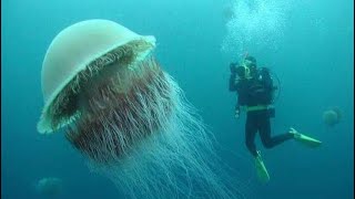 WORLD’S LARGEST JELLYFISH! LION’S MANE