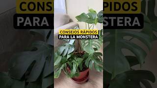 Tips para tu monstera 🍃 #monstera #plantas #plants