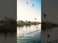 #DreamScreenAI The buety of Nile River at Aswan #Birdwatching #nileTour #birdtours
