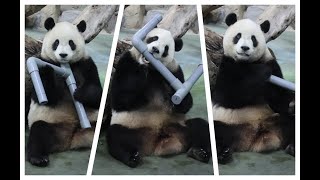 20240422 關燈關門引圓寶 拆管開蓋本領高(午餐) Giant Panda Yuan Bao