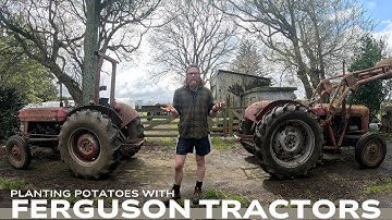 Planting Potatoes with Vintage Ferguson Tractors and Implements 2025