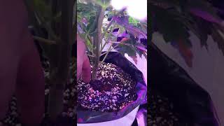20/20 grow update   21+