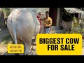 Medium size cows available at bapi da khatal  kolkata cow 2024