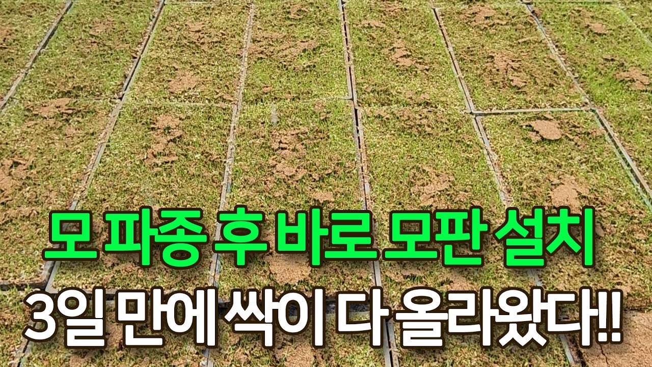 모 파종 후 바로 하우스에 모판 설치 3일 만에 싹이 올라오고 6일째 전부 파릇파릇 싹이 다 올라왔습니다. 싹을 틔운 모판도 ...