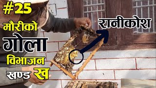 मौरीको गोला बिभाजन कसरी गर्ने, रानीकोश कसरी हेर्ने  Beekeeping in Nepal || Mauripalan Nepal