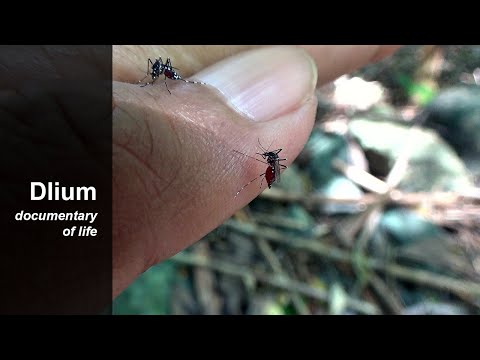 Video: Jüngste Und Prognostizierte Zukünftige Klimatische Eignung Nordamerikas Für Die Asiatische Tigermücke Aedes Albopictus