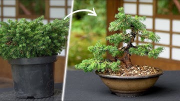 Creating a Spruce Bonsai tree