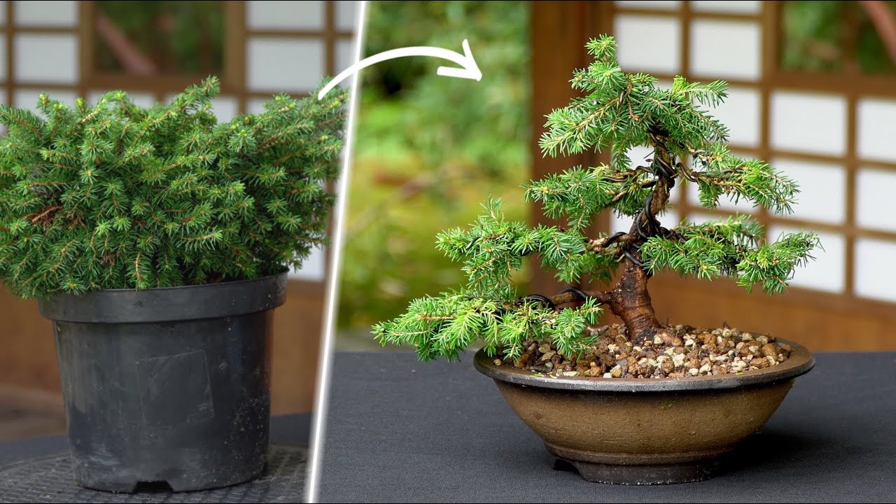 Bonsai artist takes care of his plant, wiring branches and trunk