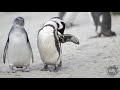 African Penguins! Shannon Wild : AnimalBytesTV