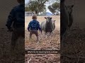 Kid squaring up to a sheep