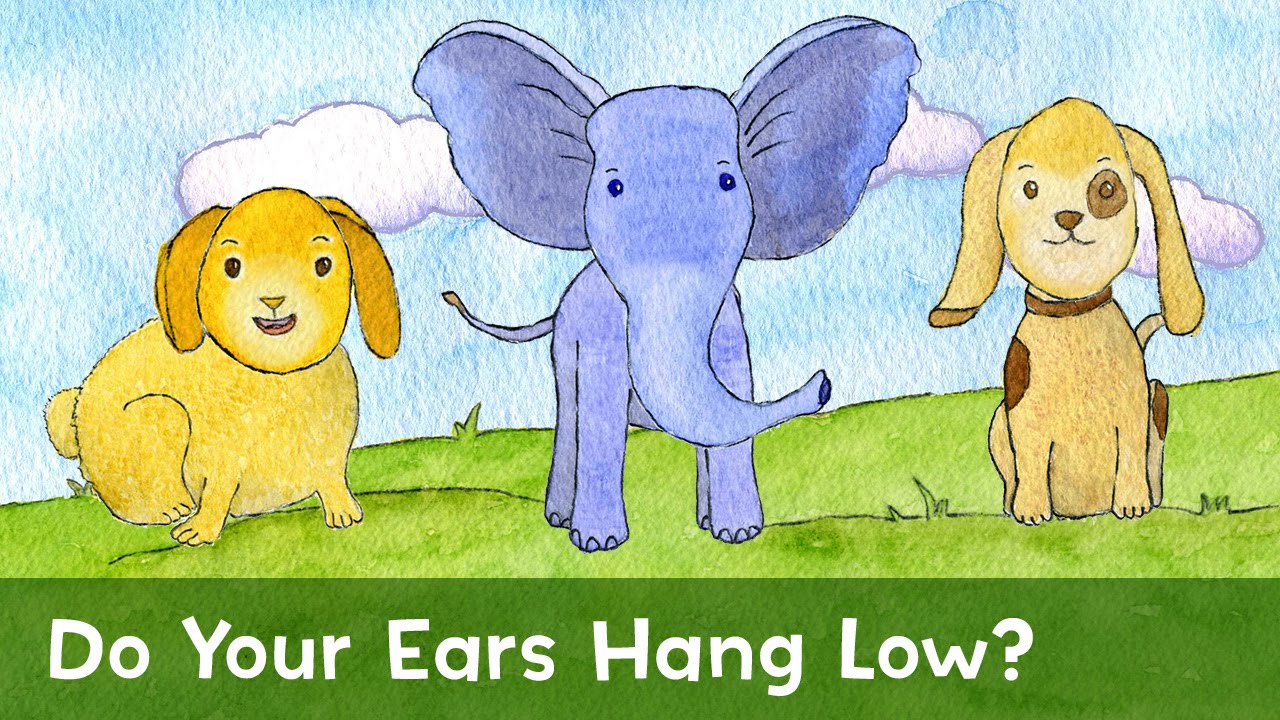 ears hang low elephant