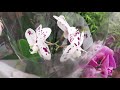 Орхидеи в Novus, Киев, бул. Дружбы народов, уценка орхидей 40%