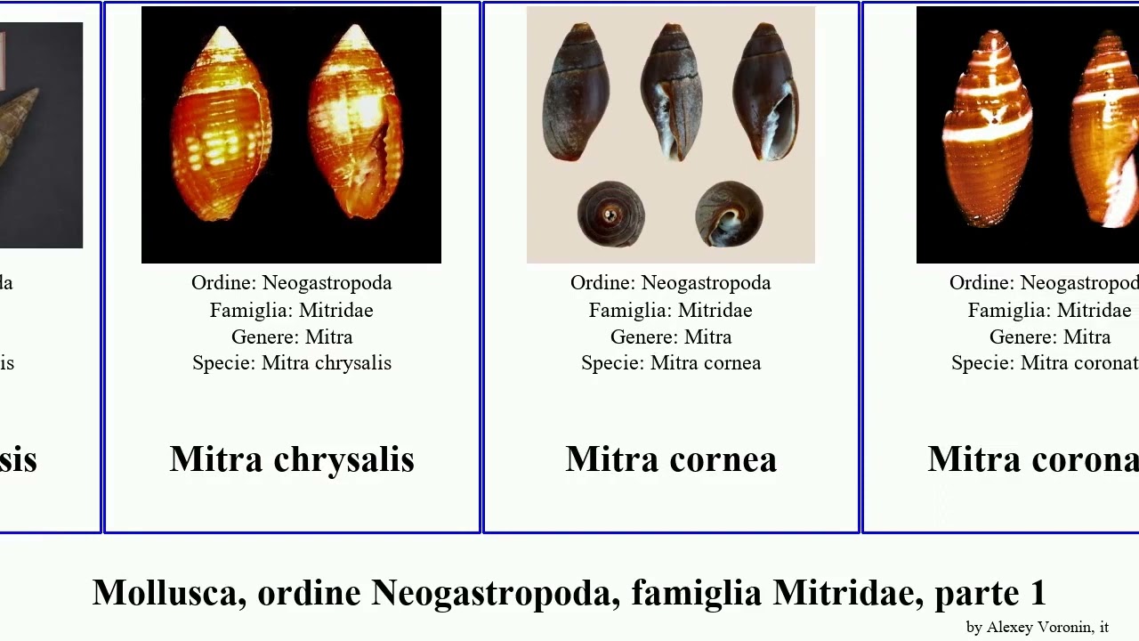Mollusca, ordine Neogastropoda, famiglia Mitridae, parte 1 mitra cancilla domiporta isabella inca
