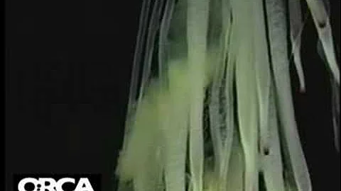 Bizarre deep-sea siphonophore