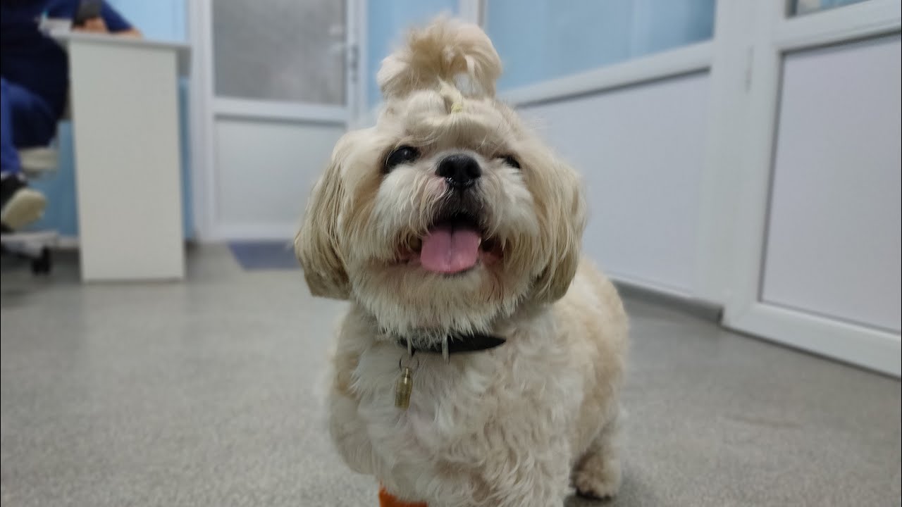 Удаление инородного тела из желудка у собаки