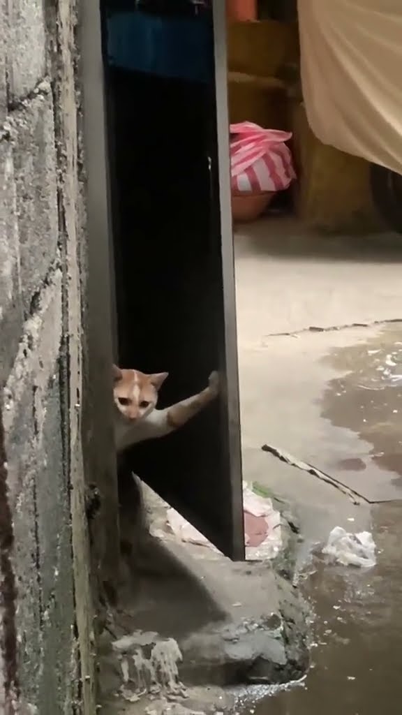 C magnifique vidéo chat