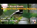 Master Pancingan Anis Kembang Ngeplong Terapi Suara Air Mengalir Full Hd Suara Jernih Omkicau(.mp3 .mp4) Mp3 - Mp4 Download