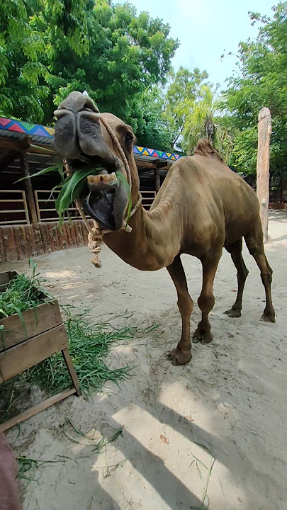 Kasih Makan Unta Dengan Rumput Segar #unta #kasihmakan #hewanlucu #kebunbinatang #cute #animalcute