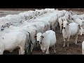 थारपारकर का no.1 संवर्धन केंद्र। 👍 Central cattle Breeding farm of Tharparkar Suratgarh.  RAJASTHAN