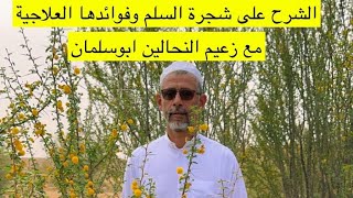 شجرة السلم وفوائدها العلاحية