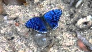 Video thumbnail of "MÚSICA BORBOLETA AZUL (GIO).wmv"