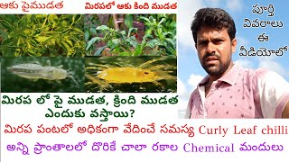 మిరప లో పై ముడత, క్రింది ముడత నివారణకు Chemical | Best Curly leaf Control in chilli | Fipronil |TBSF