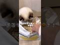 クッキーの匂いがする猫砂！？#pidan #猫砂 #猫トイレ