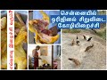 சிறுவிடை சேவல் மற்றும் பெட்டை கோழியில் எவ்வளவு இறைச்சி வரும்?Siruvidai