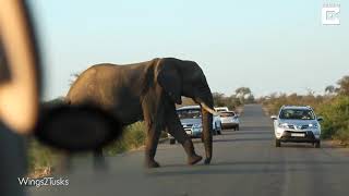У слона зачесалась нога